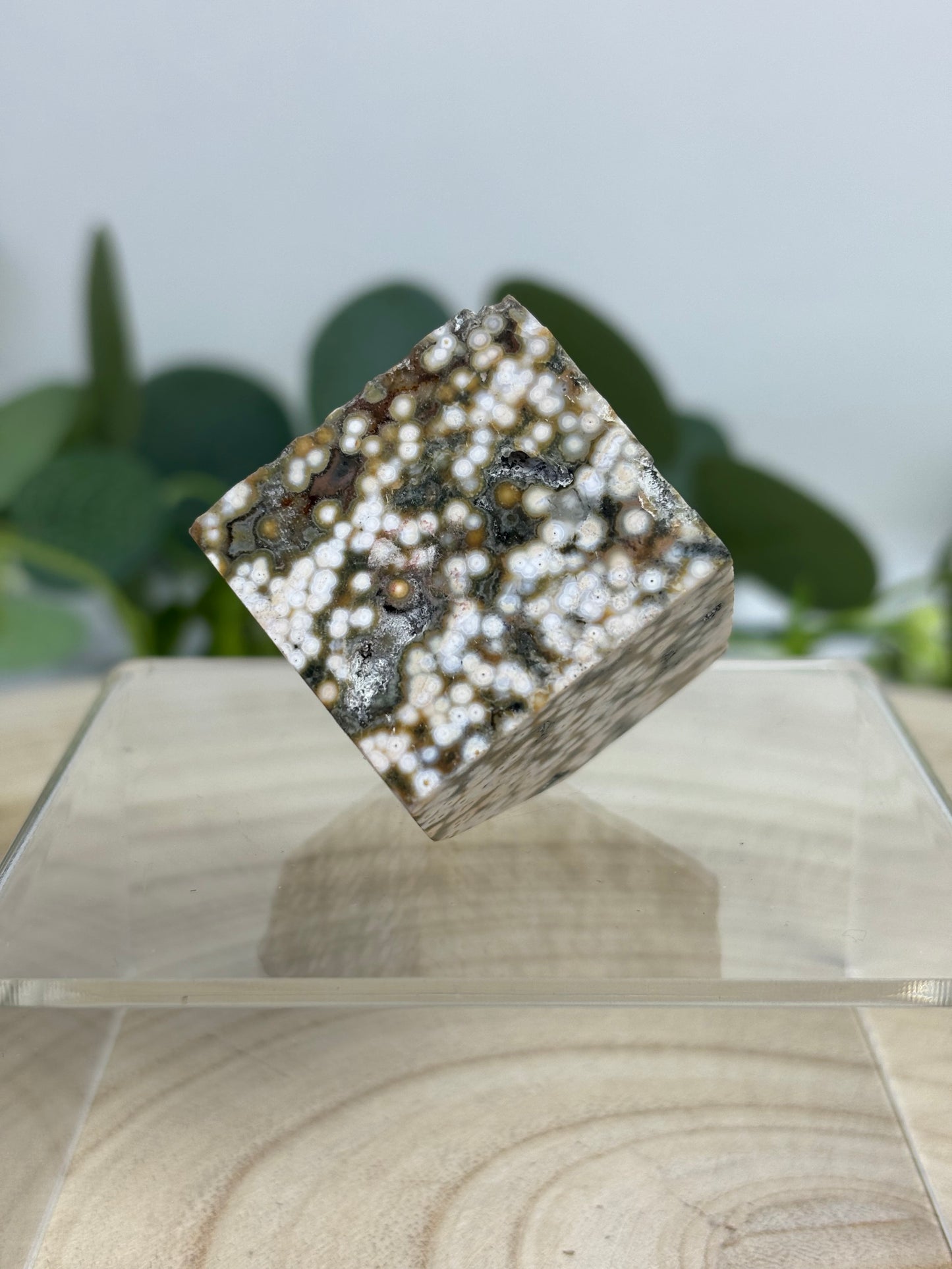 Orbicular Ocean Jasper