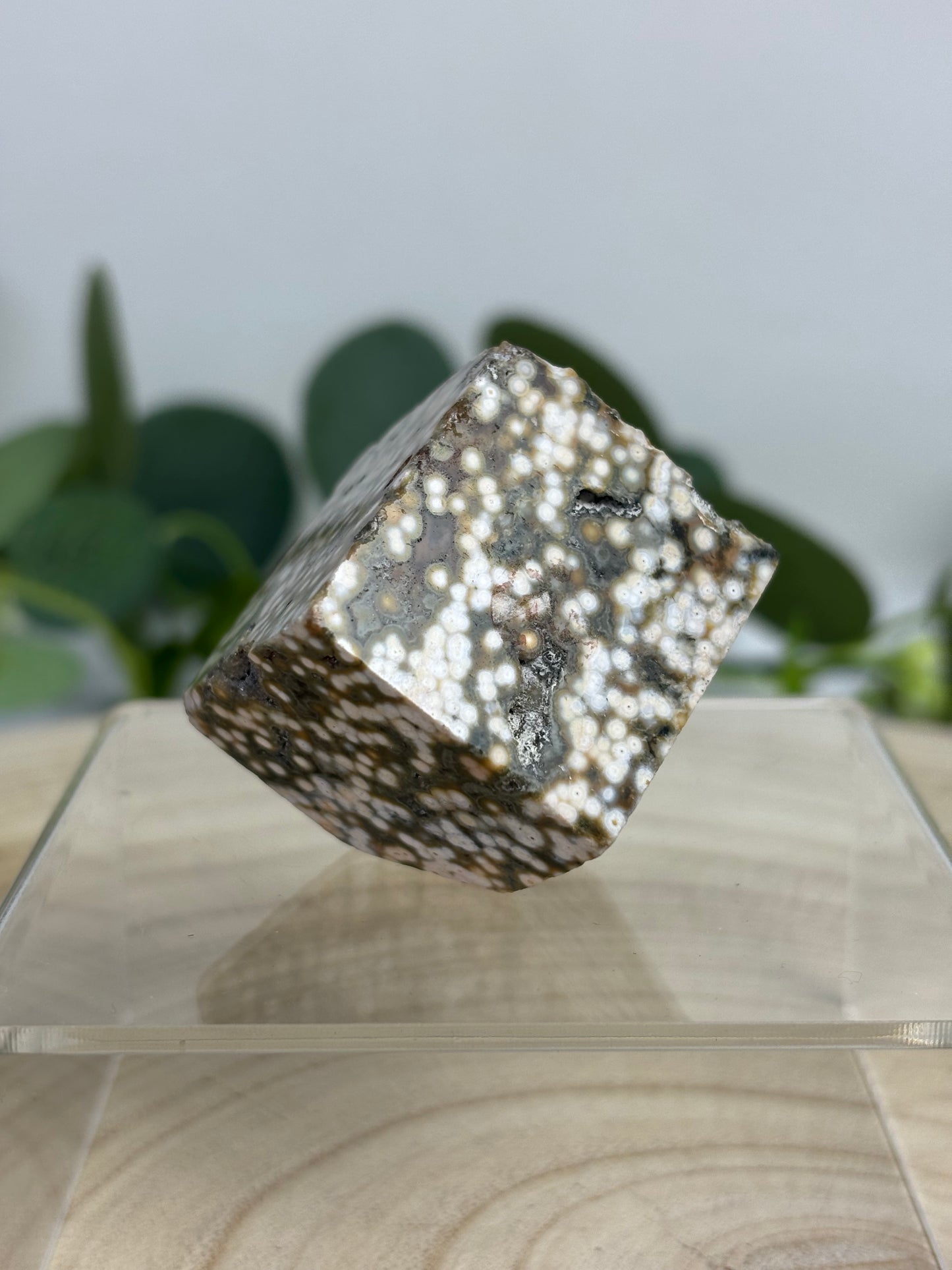 Orbicular Ocean Jasper