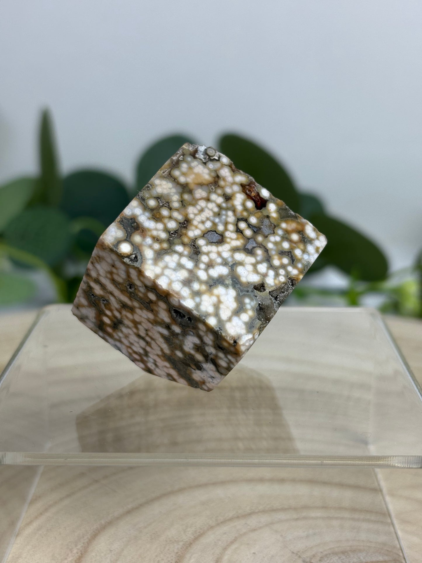 Orbicular Ocean Jasper