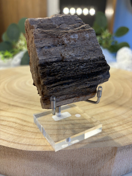 Petrified Wood On Stand