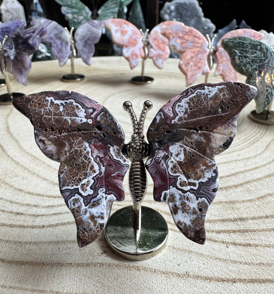 Crazy Lace Butterfly