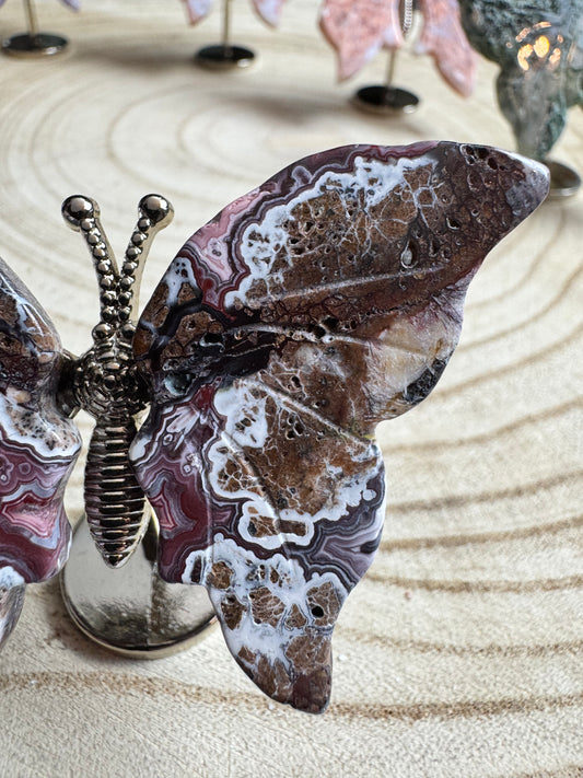 Crazy Lace Butterfly
